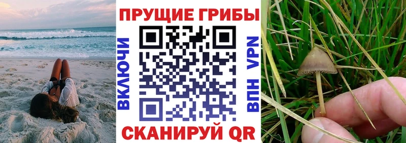 Псилоцибиновые грибы GOLDEN TEACHER  купить наркоту  нарко площадка телеграм  Белебей 
